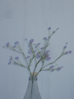 Gypsophila 44cm lila - 12 stuks